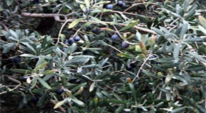 Zeytin Üreticileri, Yüzde 80`e Varan Kayıplar Nedeniyle Çaresiz