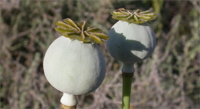 Haşhaşta Hazine`nin de görüşü alınacak