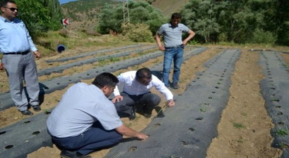 Hizan`da Çilek Yetiştiriciliği Yaygınlaştırılacak