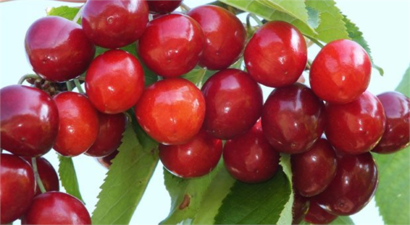 Silifke`de kiraz hasadına başlandı