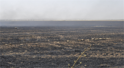 Ziraat Odası`ndan `Anız Yakmayın` Çağrısı
