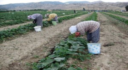 Tarım İşçilerinin Zor Mesaisi