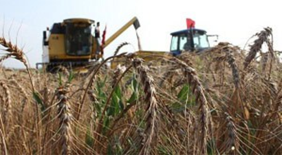 Arpa hasadı rekor kırıyor