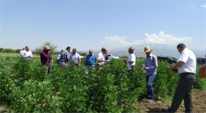 Astronotların Yiyeceği Kinoanın İlk Hasadı Yapıldı