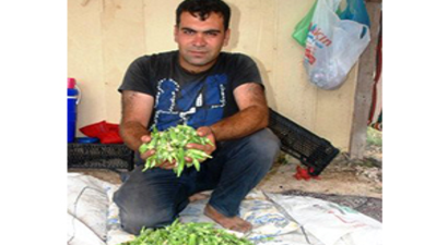 Bamya Hasadı Başladı