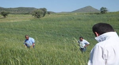 Beyşehir`de Ekili Alanlara 43 Bin Parazitoit Bırakıldı