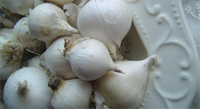 Dağ sarımsağı tarlaya indi