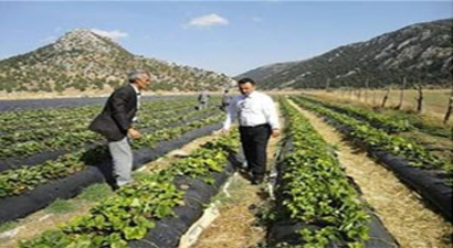 Derebucak`ta Çilek ve Fasülye Üretimi Hız Kazandı