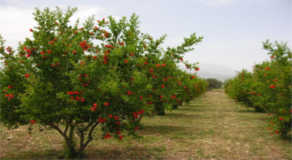 Meyve Bahçelerinde Don Zararı Ödemesi Başvuruları İçin Son Tarih 8 Temmuz