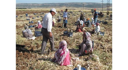 Araban Ovası`ndaki Sarımsak Üretimi 5 Bin Tarım İşçisine İş İmkanı Sağlıyor