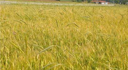 Kırıkkale`de sağanak ve dolu ekinlere zarar verdi
