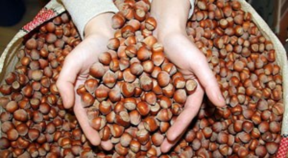 Fındıkta yüksek fiyat beklentisi