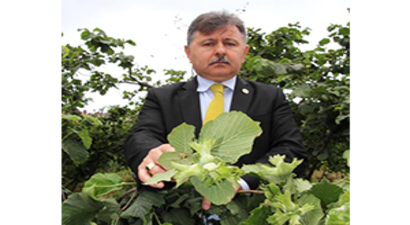 Fındıkta Küllenme Hastalığı Üreticiyi Tedirgin Ediyor