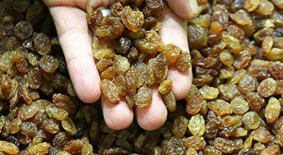 Kuru üzümde organik tarıma geçiş için kollar sıvandı