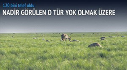 Bakteriler 120 bin antilobu telef etti