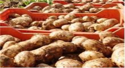 Patates fiyatları yeniden yükselişe geçti