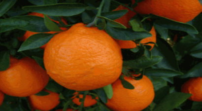 Narenciye Üreticileri hükümetten açıklama talep etti