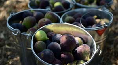 Siyah incirden 30 milyon dolar gelir