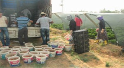 Ürettikleri çilekler ellerinde kaldı