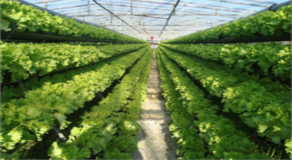 Tarımın Yeni Gözdesi ; Topraksız Tarım (Hidroponik Tarım)