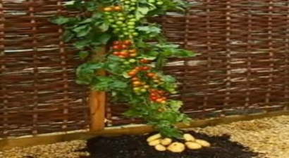 Hem Domates Hem Patates (TOMTATO) (DOMPAT)