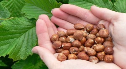 AB `aflatoksinli` dedi, fındık ihracatçısı yeniden test istedi