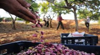 Antep Fıstığı Hasadı Başladı
