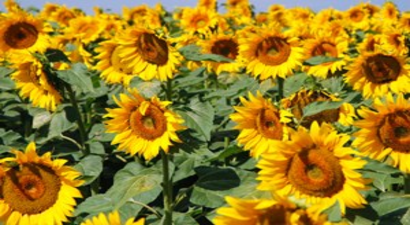 Adana`da Ayçiçeği Hasadı Başladı