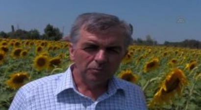 Ayçiçek Ekim Alanı Arttı