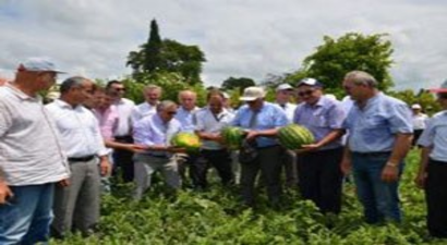 Samsun`un Bafra ilçesinde Karpuz Hasadı Etkinliği düzenlendi.