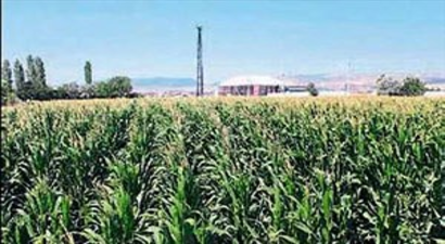 Balıkesir`de çiftçinin buğdayı yemlik oldu