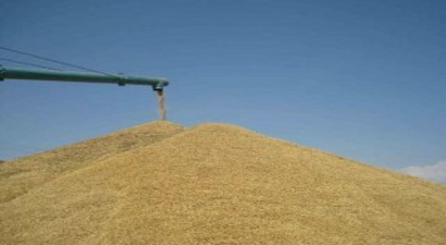 TMO Bilecik`te De Buğday Alımı Yapacak