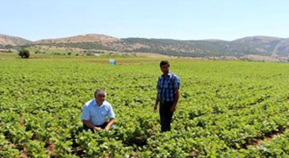 Burdurlu Fasulye Üreticisi Dertli