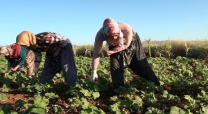 Çal İlçesinde Bamya Hasadı Başladı