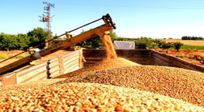 Diyarbakır`da Buğday Veriminde Büyük Artış