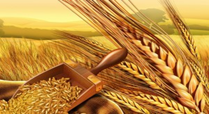 Edirne`deki Buğday Hasadı