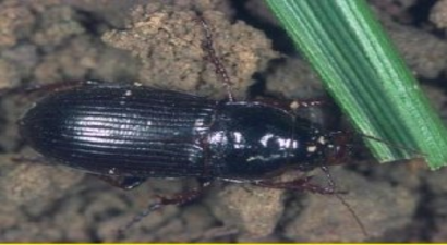 Ekin Düşmanı Böcek Uyarısı