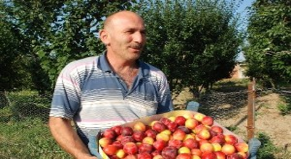 Eriğin Kilogram Fiyatı 1 Liraya Kadar Düştü