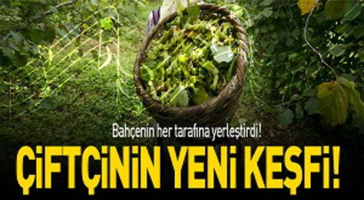 Fındığını müzik ile koruyor!