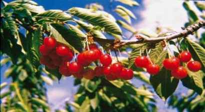 Galatasaray Kirazı Dalında Kaldı