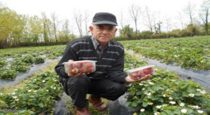 Gürcistan`da Atça Çileği Yetiştiriyor