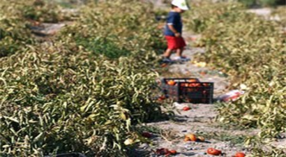 Haziran Yağmurları Ayaş Domatesinin Verimini Yüzde 30 Düşürdü