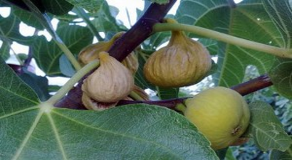 İncirde böylesi ilk kez yaşandı