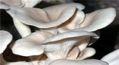 Niğde`de İstiridye Mantarı Kursu Verildi