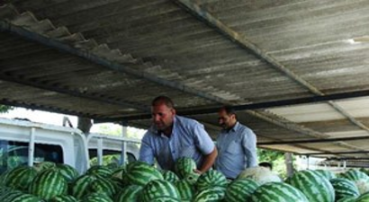 Karpuz, Kabak Tadı Verdi Üretici Perişan Oldu