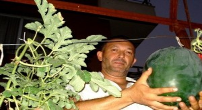 Karpuzu Dalda Yetiştirmeyi Başardı