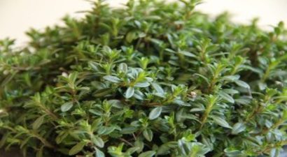 İngiltere`de Kekikte Tağşiş Çıktı, Gözler Türkiye`ye Çevrildi