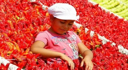 Gaziantep kurutmalık mevsimine geçti