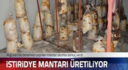 Arguvan`da İstiridye Mantarı üretiliyor