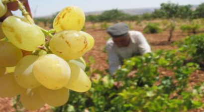 Manisa`da Üzüm Hasadı Başladı